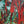 Rouge Acer Forest